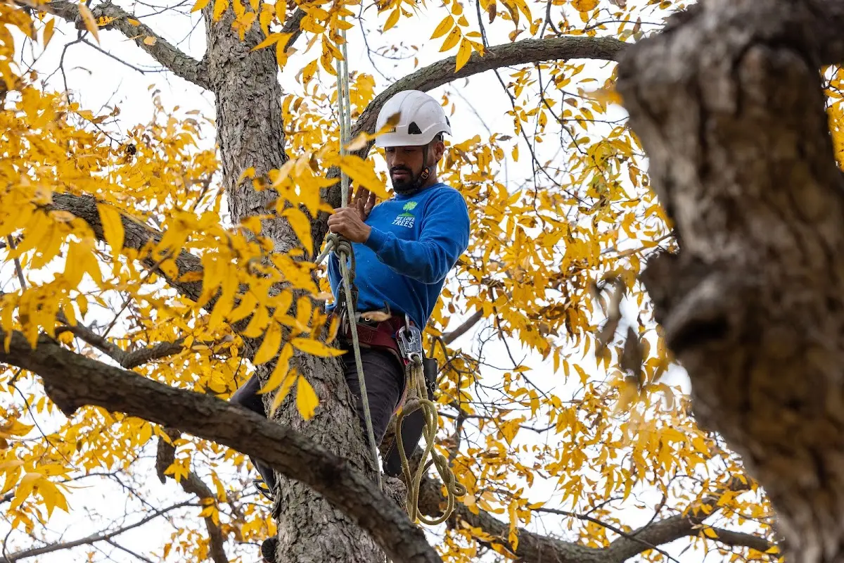 Skilled Dead Tree Removal crew working in Plymouth